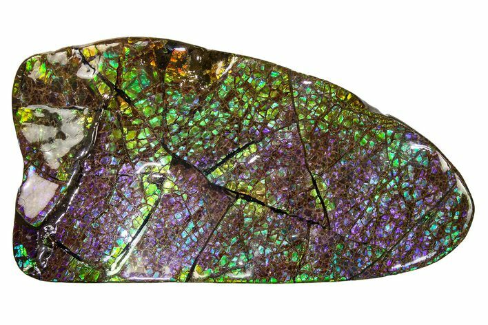 Flashy Ammolite (Fossil Ammonite Shell) - Rare Purple! #275145